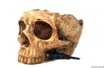 Satzuma USB skull hub